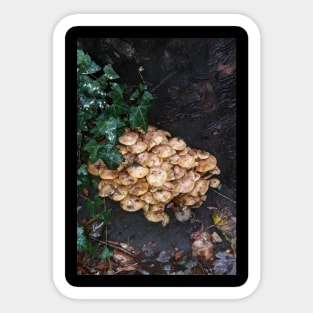 Fungi Sticker